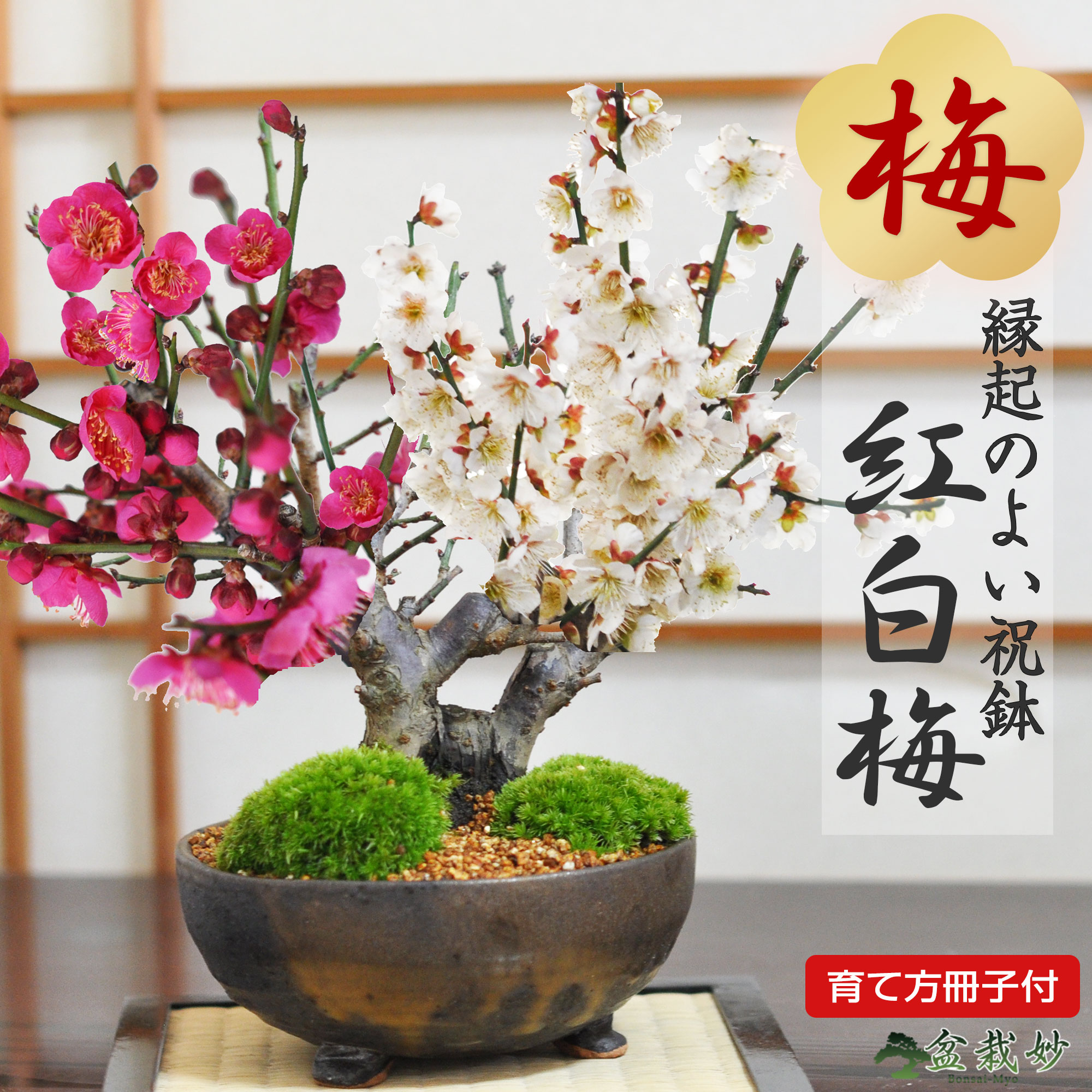 楽天市場】【開花終了】ミニ盆栽 梅 紅白梅 大樹 白梅 紅梅 梅 梅の