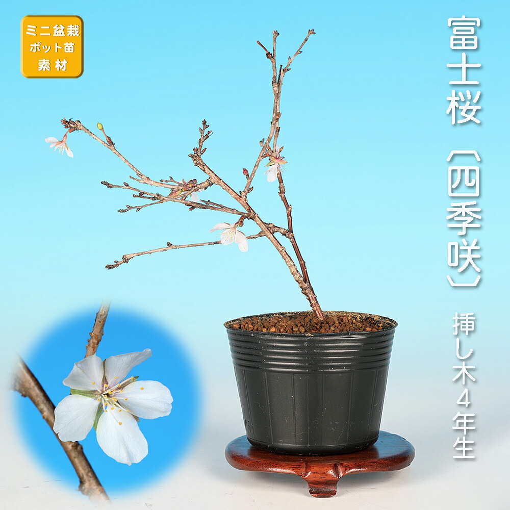 ミニ盆栽 桜 盆栽 植木」の人気商品一覧 | 安い商品を通販サイトから