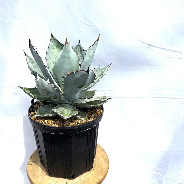 観葉植物 アガベ ブルー」の人気商品一覧 | 安い商品を通販サイトから