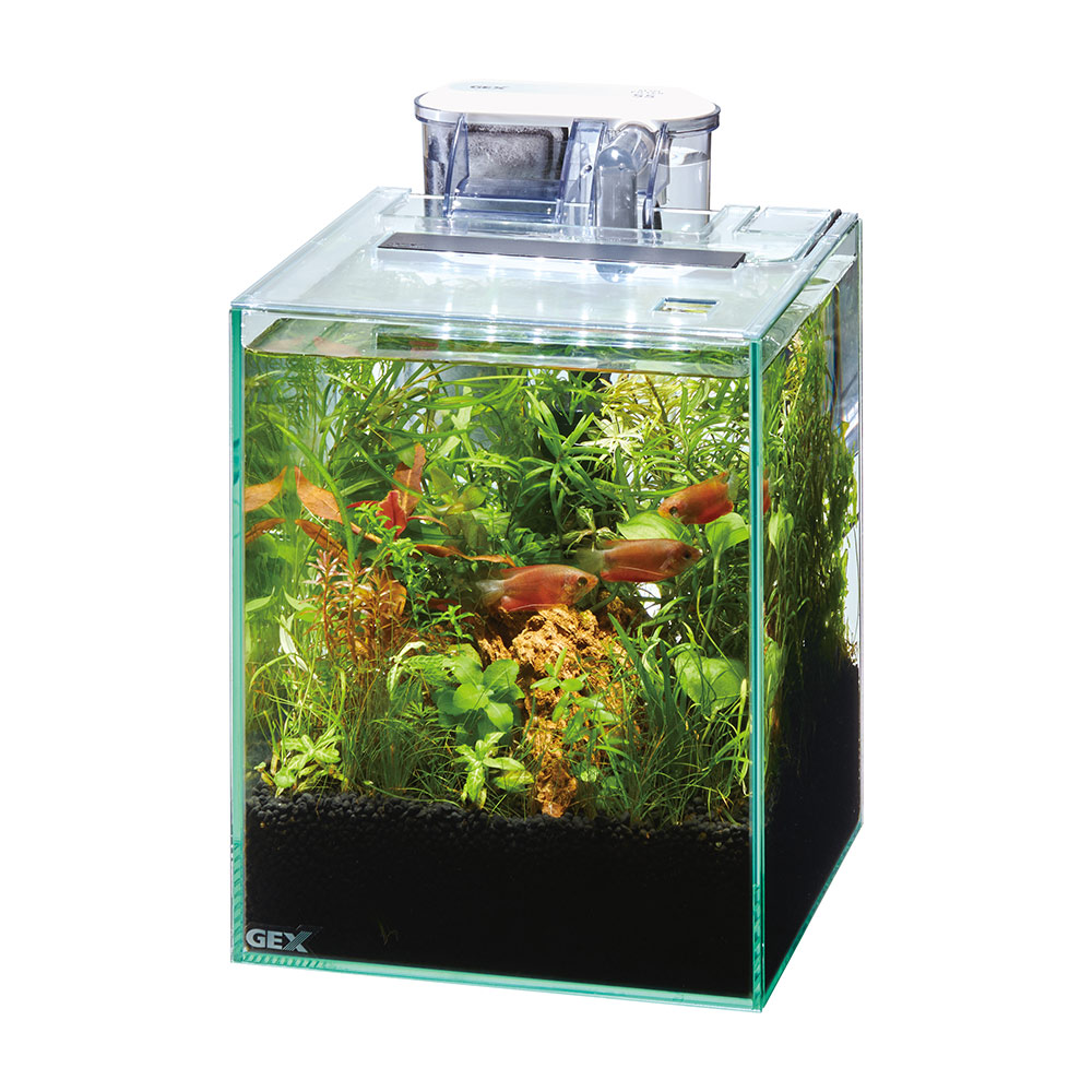 楽天市場】GEX 水槽セット MeGreen 新鮮な水草付き グラス