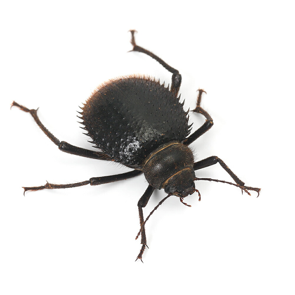 楽天市場】（昆虫）トゲヘリサバクゴミムシダマシ 成虫 WD（1匹