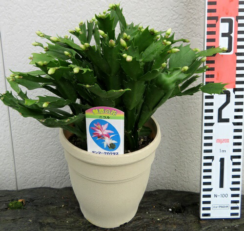楽天市場】【咲き進み・花終わり】シャコバサボテン「蝦蛄葉サボテン