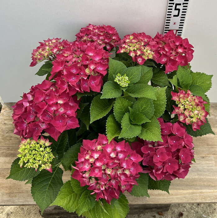 楽天市場】【現品販売】【開花株】アジサイ(紫陽花） ホットレッド 大
