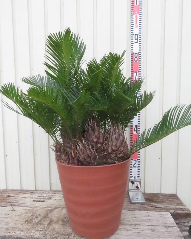 楽天市場】【現品発送】ソテツ（蘇鉄) 大株 10号フレグラー鉢植え 苗木