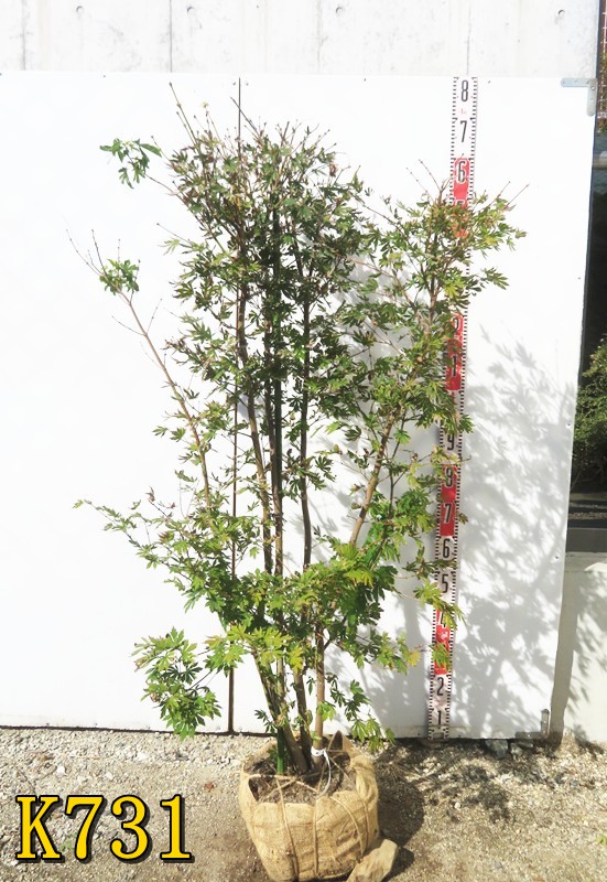 楽天市場】【選べる現品】コハウチワカエデ 株立ち 苗木 樹高約1.3m