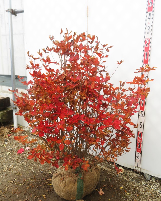 楽天市場】【現品】シロヤシオツツジ（白八汐）大株 W90cm×D60cm×H90cm