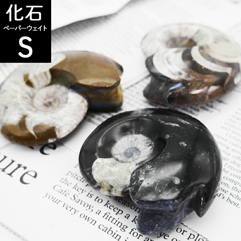 楽天市場】Sサイズ 【化石ペーパーウェイト】アンモナイト 大理石 文鎮