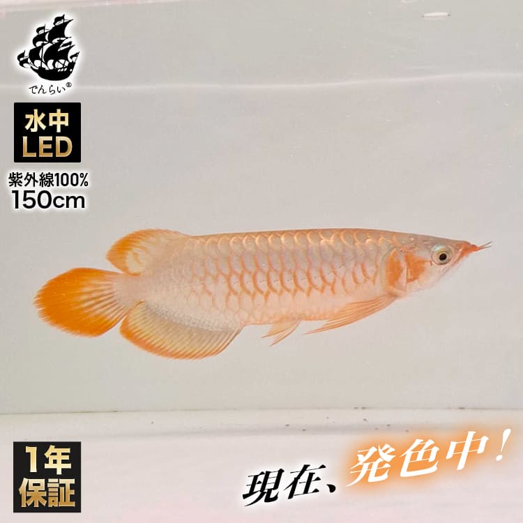 楽天市場】レッドアロワナ スーパーレッド 紅龍 アロワナ ライト 水中