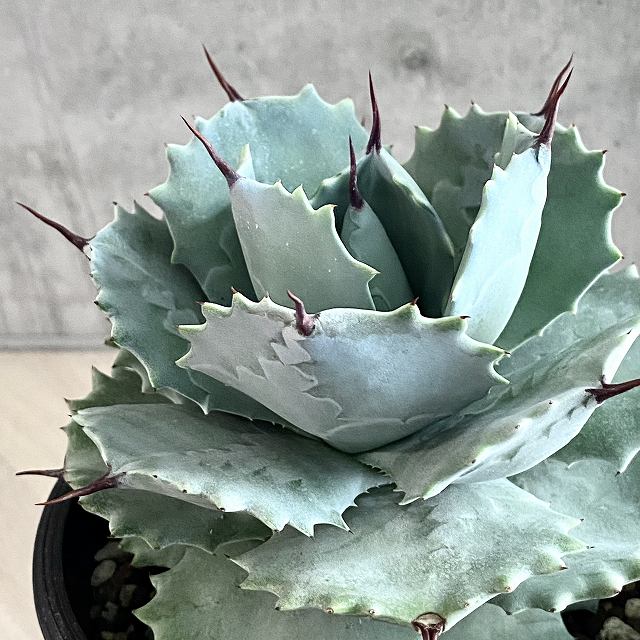 楽天市場】agave isthmensis /アガベ カブトガニ 【観葉植物】【多肉