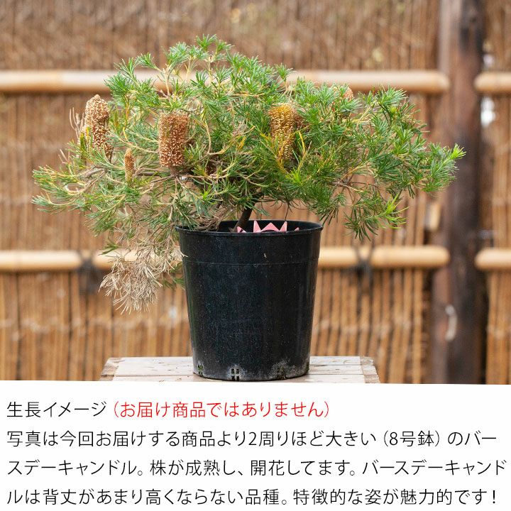 楽天市場】【来年は値上げします】バンクシア