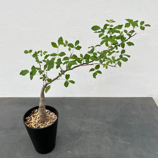 楽天市場】観葉植物/[送料無料]ブルセラ：ファガロイデス 4号鉢植え23