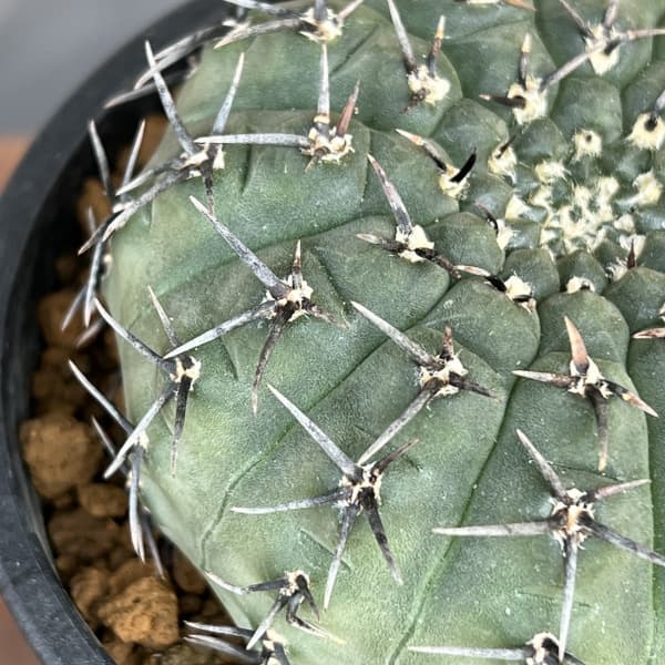 楽天市場】観葉植物/サボテン：ギムノカリキウム 黒刺鳳頭（クロトゲ