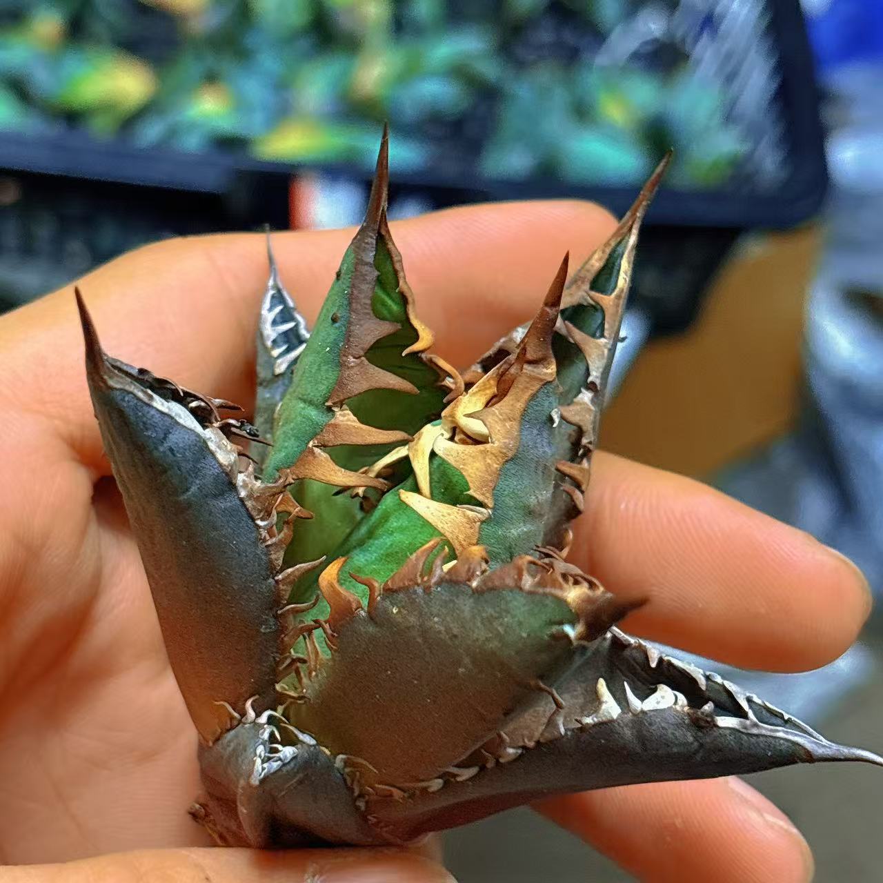 楽天市場】高級株 アガベ チタノタ レッドキャットウィーズル錦 地獄猫