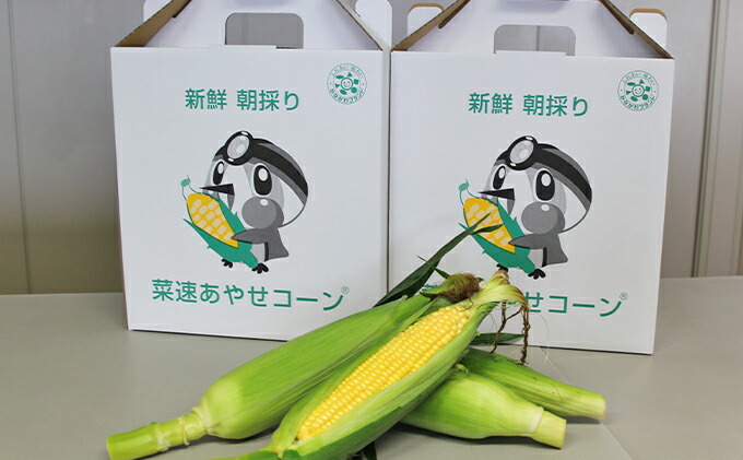 楽天市場】【ふるさと納税】新鮮朝採り 菜速 あやせコーン (登録商標