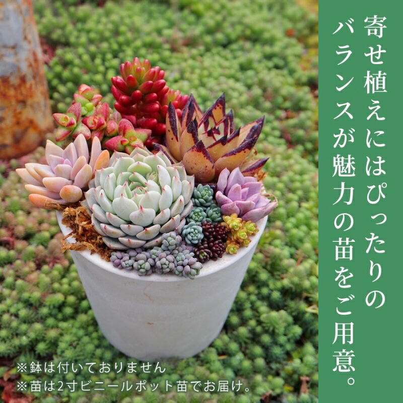 楽天市場】【ふるさと納税】【多肉植物】彩とりどりのエケベリア6種