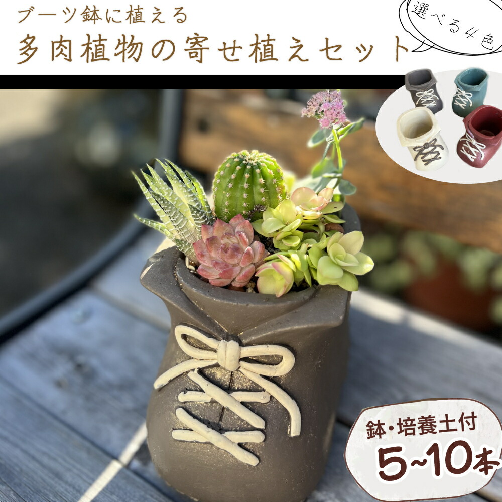 楽天市場】【ふるさと納税】 ブーツ鉢に植える！ 多肉植物の寄せ植え