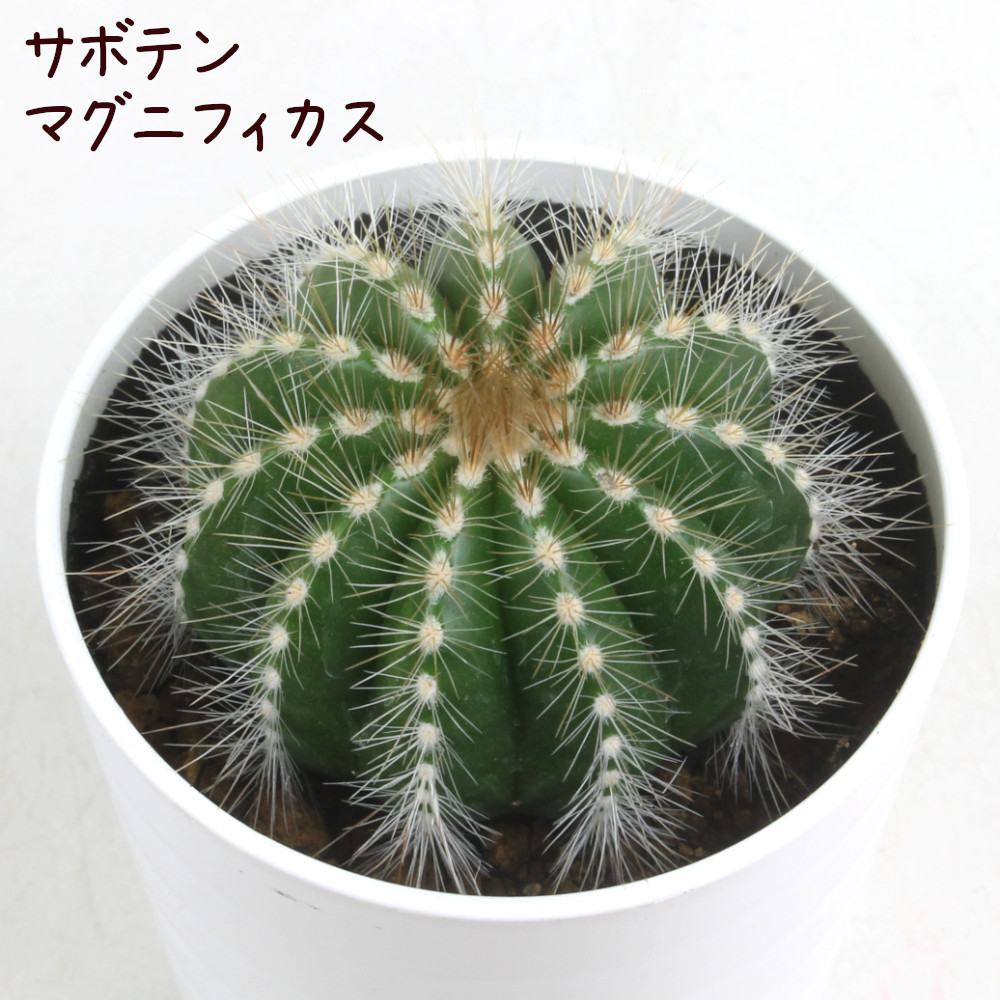 楽天市場】サボテン・マグニフィカス【観葉植物 サボテン 多肉植物