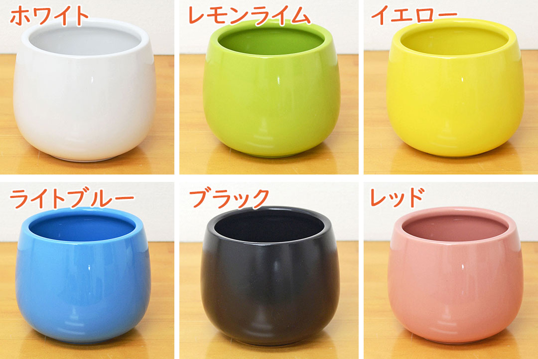 楽天市場】観葉植物 ミニ ハイドロカルチャー陶器鉢付き 4鉢セット