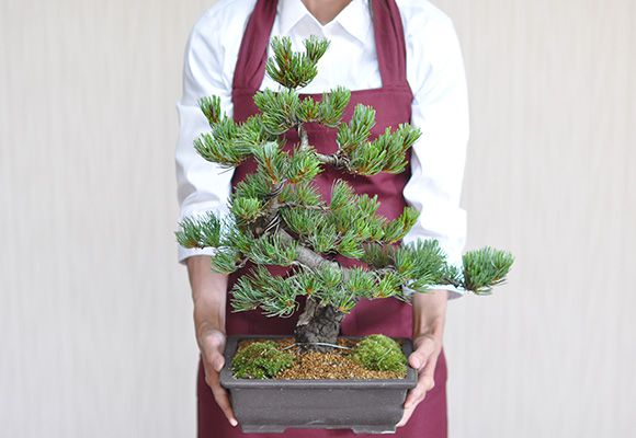 楽天市場】盆栽 松 五葉松 威風堂々 大品 ミニ盆栽 趣味 高級 初心者