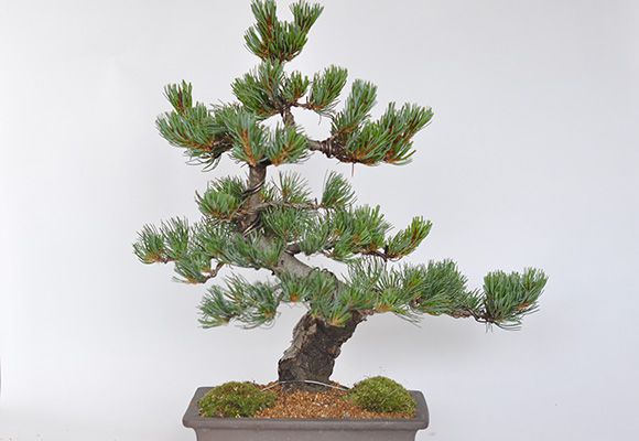 楽天市場】盆栽 松 五葉松 威風堂々 大品 ミニ盆栽 趣味 高級 初心者