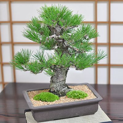 楽天市場】ミニ盆栽 松 黒松 威風堂々 中品 高級 ブランド ミニ盆栽