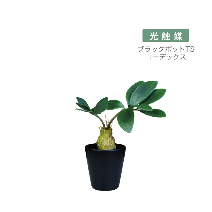 楽天市場】＼ギフト対応／ 抗菌 消臭 インテリアグリーン / ［ブラック