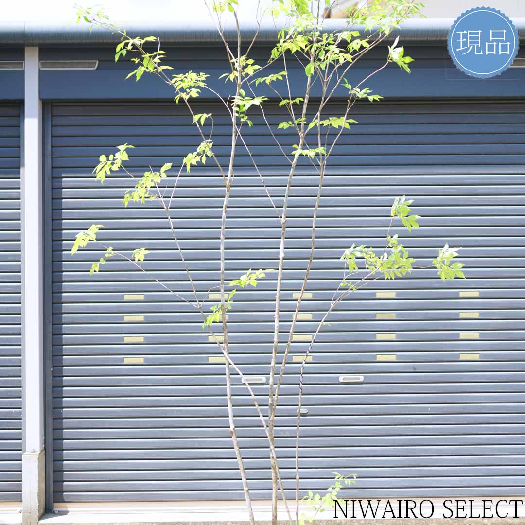 楽天市場】山採り【アオダモ】株立ち 自然風樹形 コバノトネリコ 樹高H