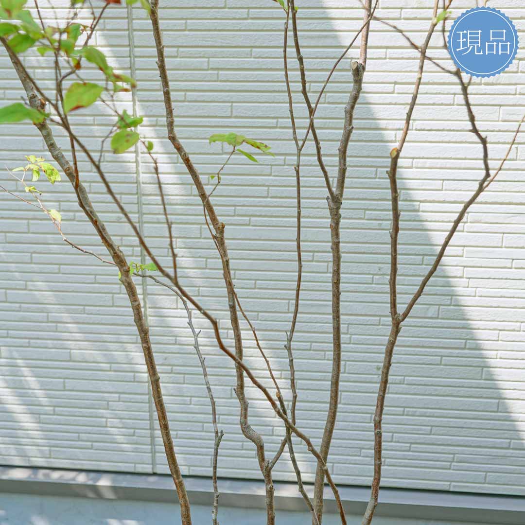 楽天市場】【現品】山採り【ナツハゼ】夏櫨 株立ち 自然風樹形 樹高H