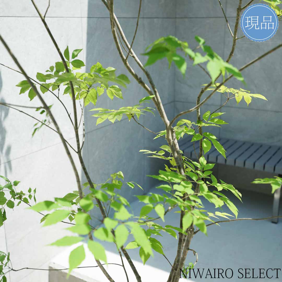 楽天市場】【現品】山採り【アオダモ】株立ち 自然風樹形