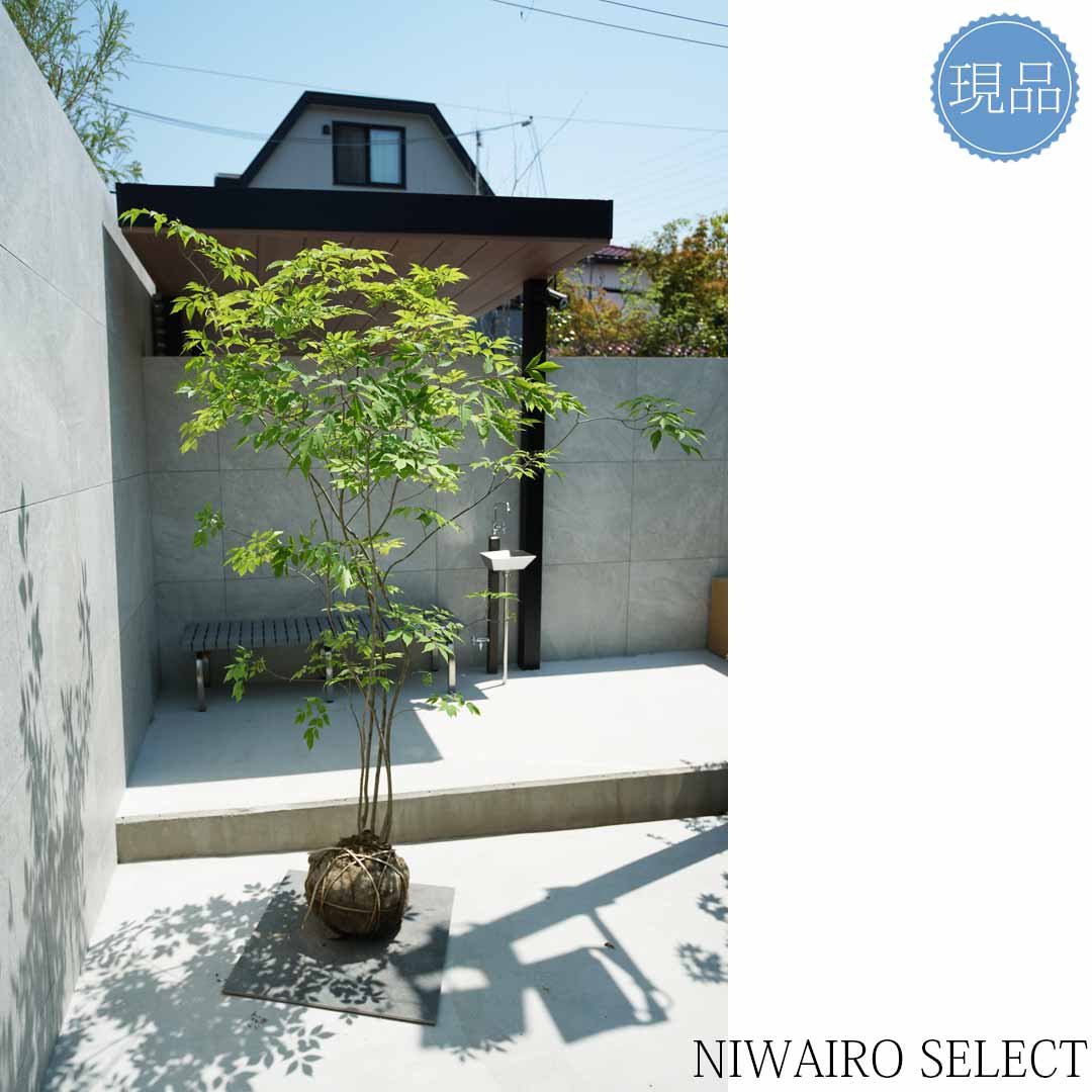 楽天市場】【現品】山採り【アオダモ】株立ち 自然風樹形