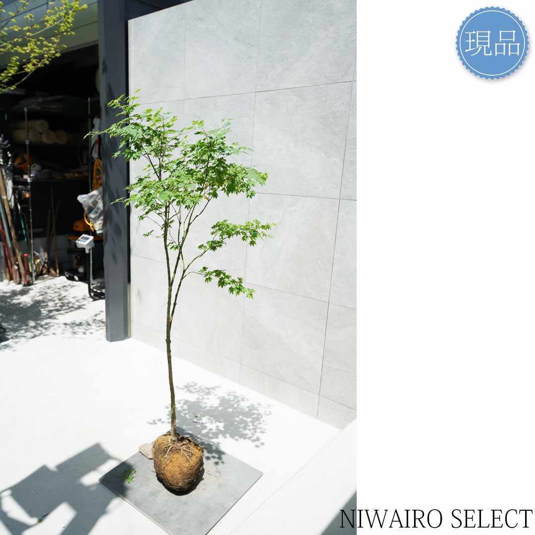 楽天市場】【現品】山採り【コハウチワカエデ】小羽団扇楓 自然風樹形