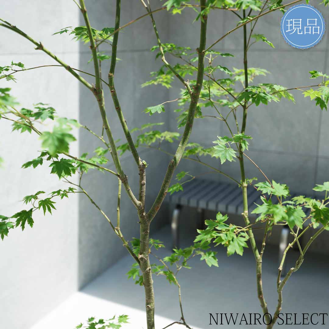 楽天市場】【現品】山採り【コハウチワカエデ】小羽団扇楓 株立ち 自然