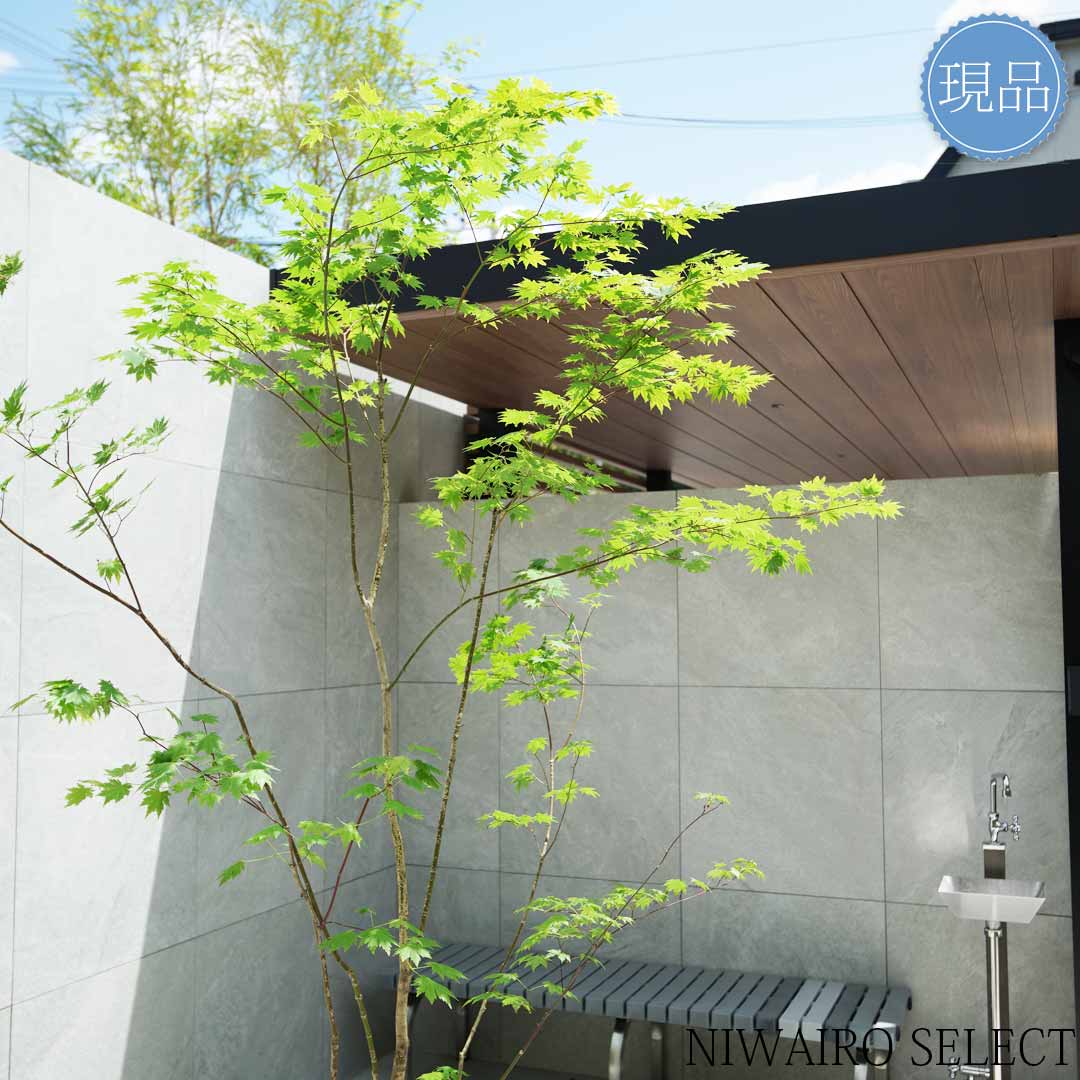 楽天市場】【現品】山採り【ヒナウチワカエデ】雛団扇楓 株立ち 自然風