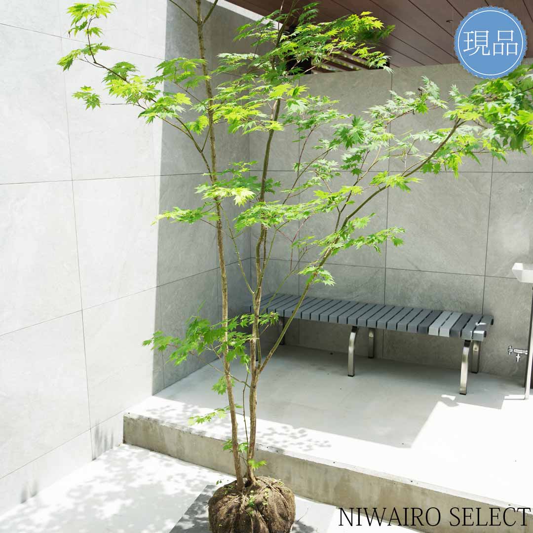 楽天市場】【現品】山採り【ヒナウチワカエデ】雛団扇楓 株立ち 自然風