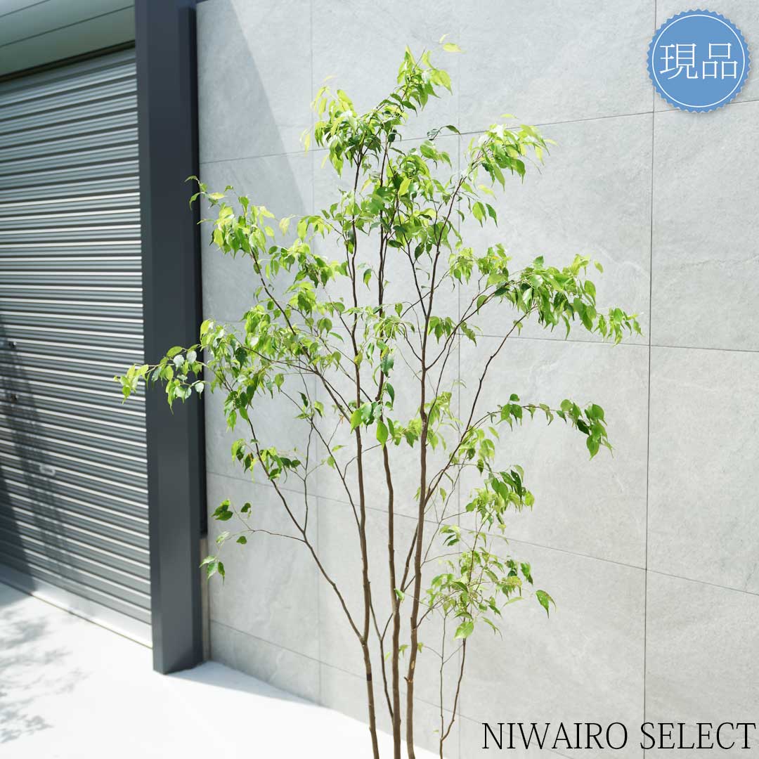 楽天市場】【現品】山採り【ハイノキ】株立ち 自然風樹形 樹高H≒185