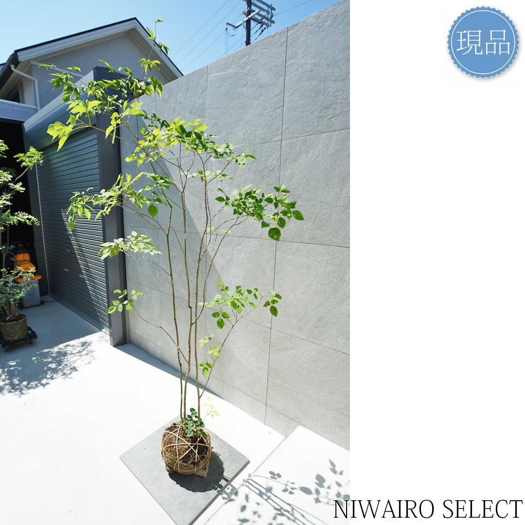 楽天市場】【現品】山採り【アオダモ】株立ち 自然風樹形