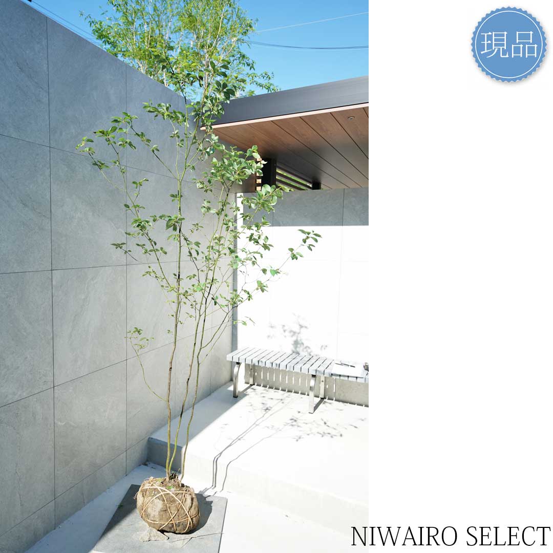 楽天市場】【現品】山採り【クロモジ】黒文字 株立ち 自然風樹形 樹高H