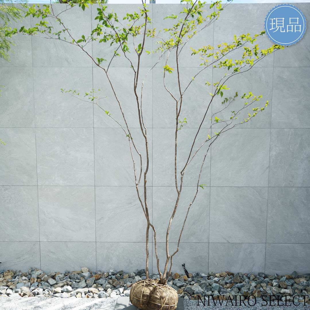 楽天市場】【現品】山採り【特大ナツハゼ】夏櫨 株立ち 自然風樹形