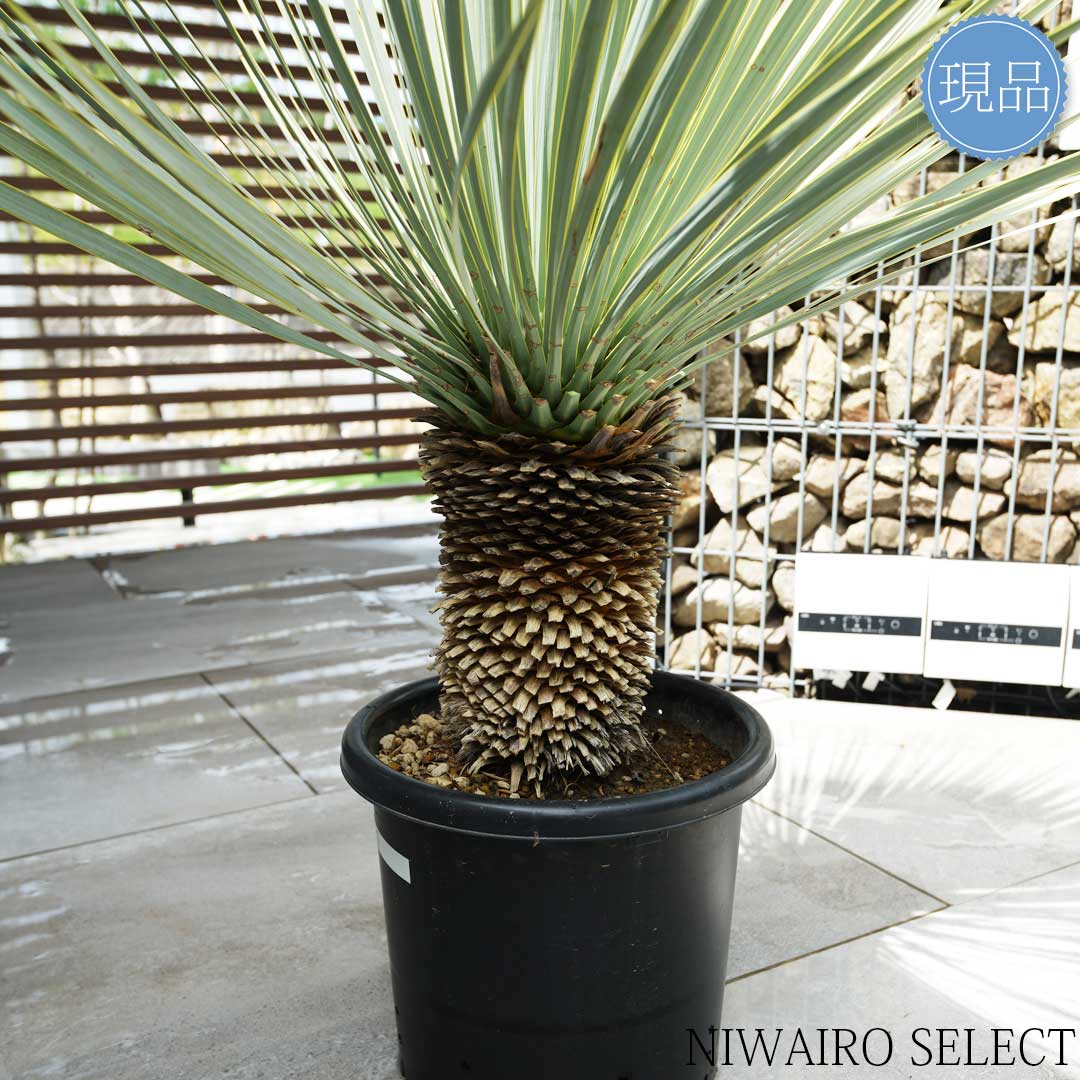 マルデヌベス verロスト8 発根済み株 マルデヌベスverロスト