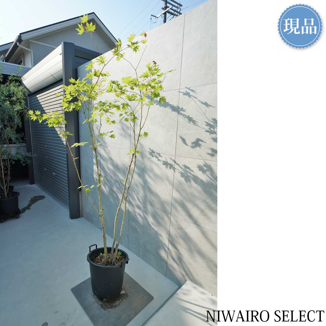 楽天市場】【現品】山採り【コハウチワカエデ】小羽団扇楓 株立ち 自然