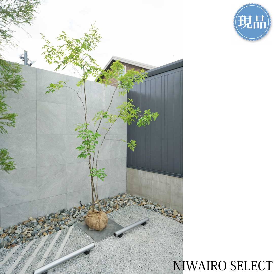 楽天市場】【現品】山採り【アオダモ】株立ち 自然風樹形