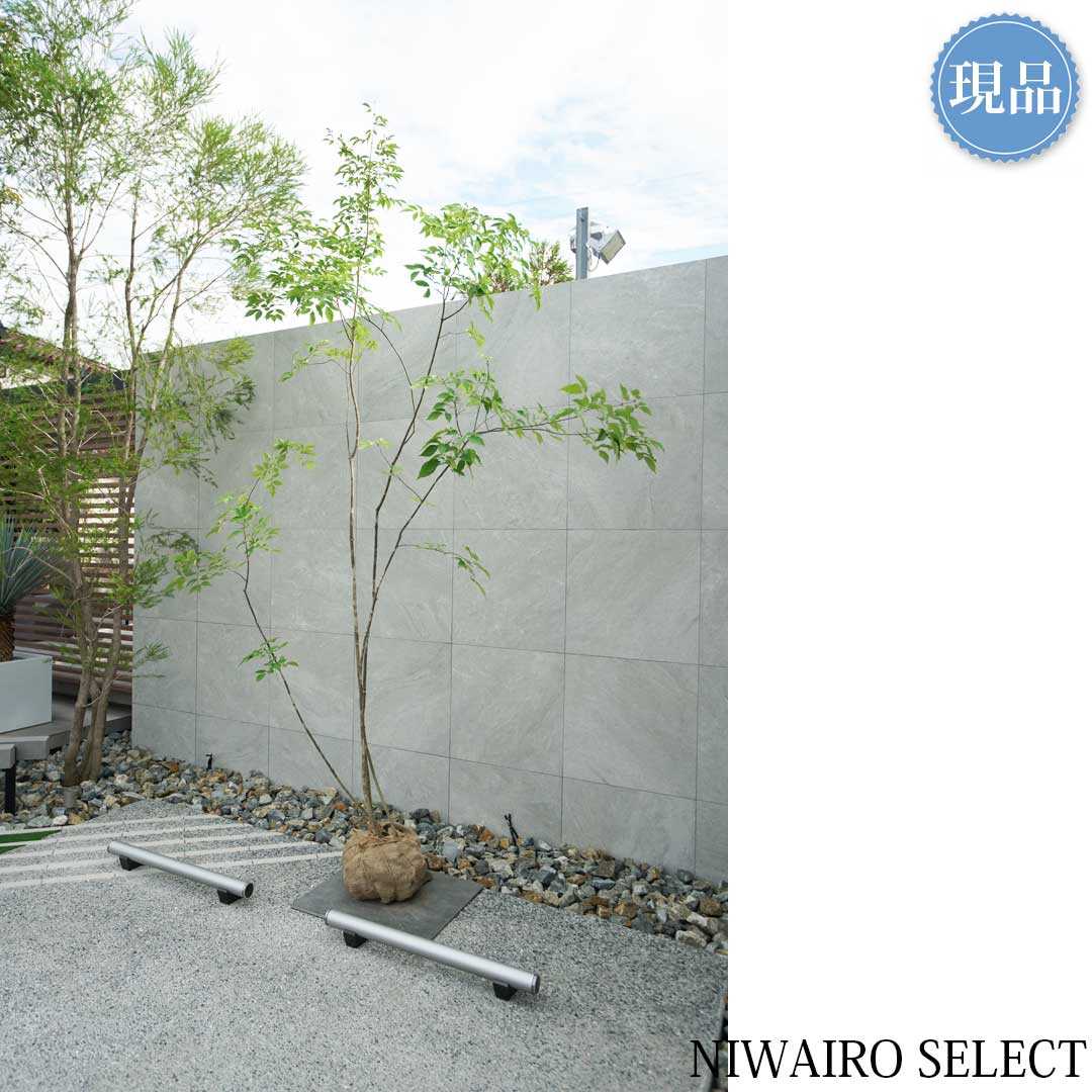 楽天市場】【現品】山採り【アオダモ】株立ち 自然風樹形