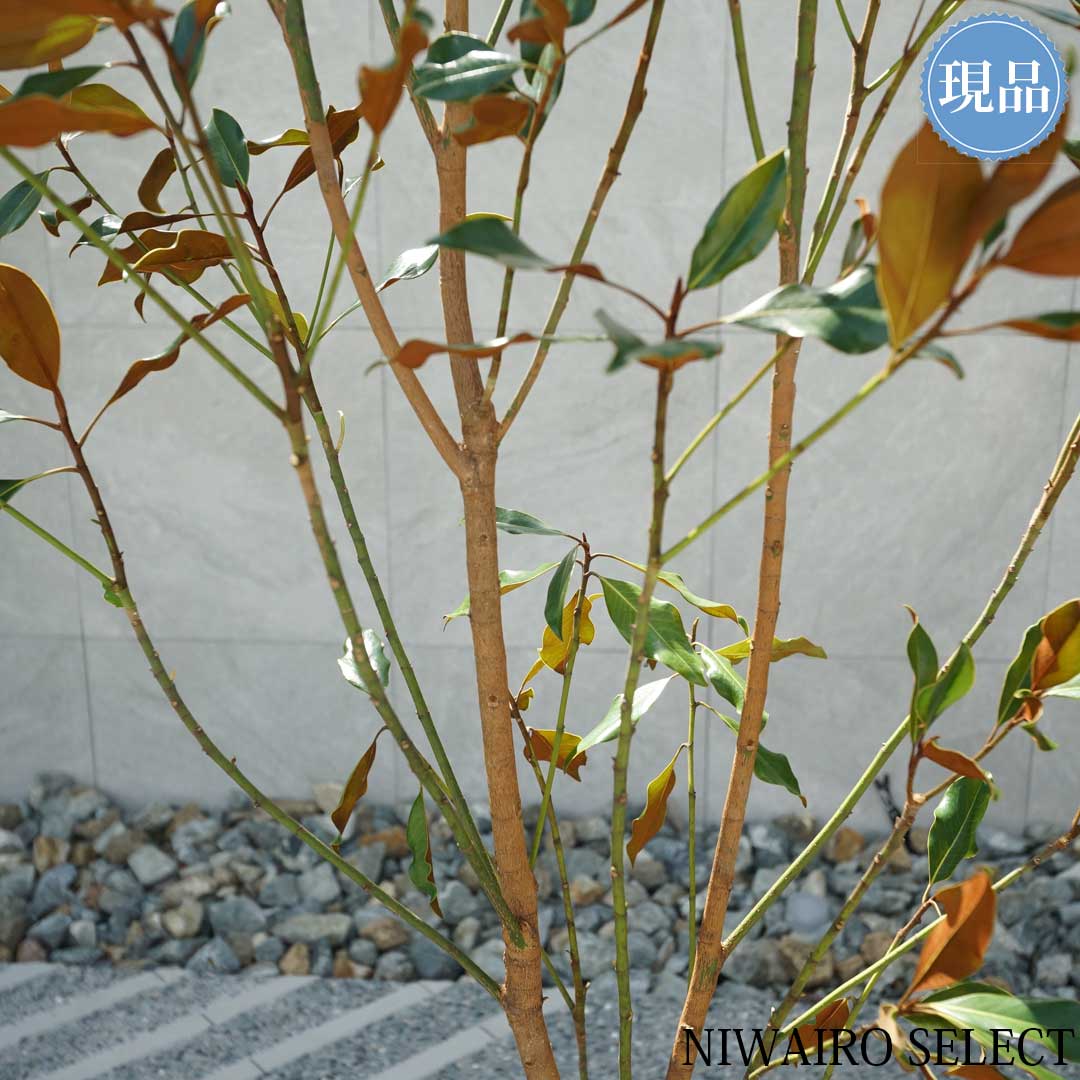 楽天市場】【現品】【ケイパレス】タイサンボク 矮性 自然風樹形 樹高H
