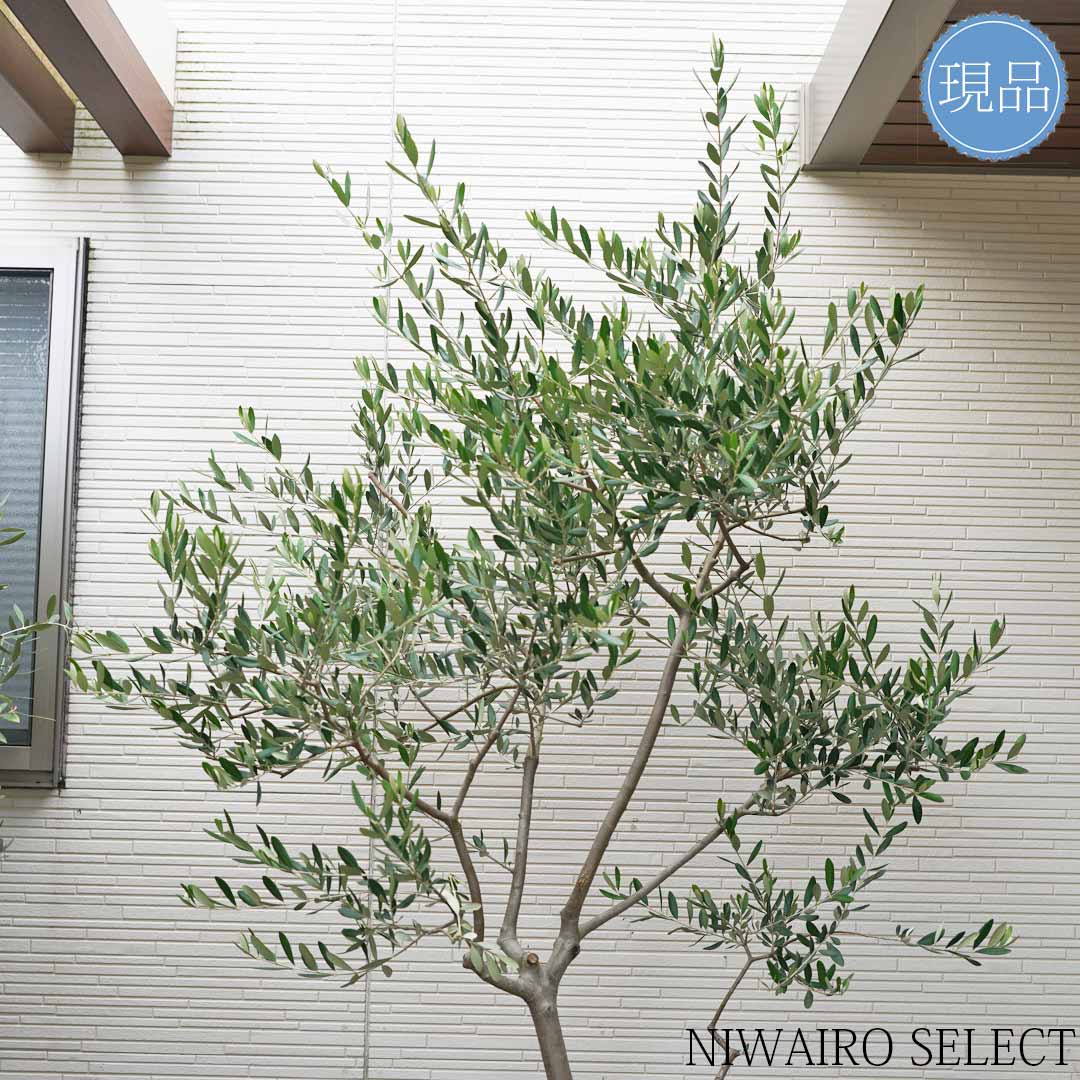 T*a様 【AL1167】オリーブの木 ルッカ 古木 AL1167】オリーブの木