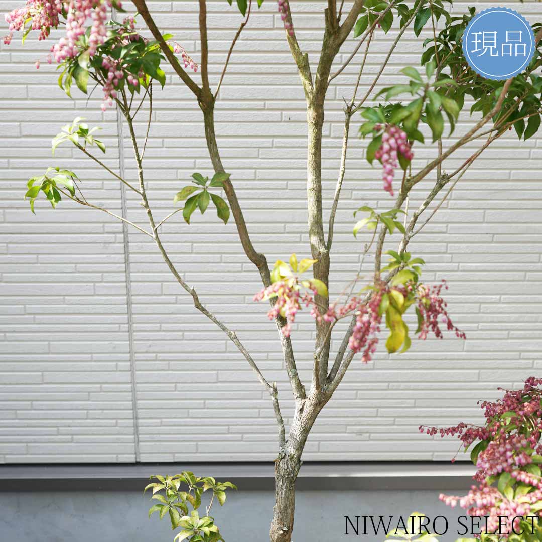 楽天市場】【現品】【アセビ】紅花 馬酔木 株立ち 自然風樹形 樹高H