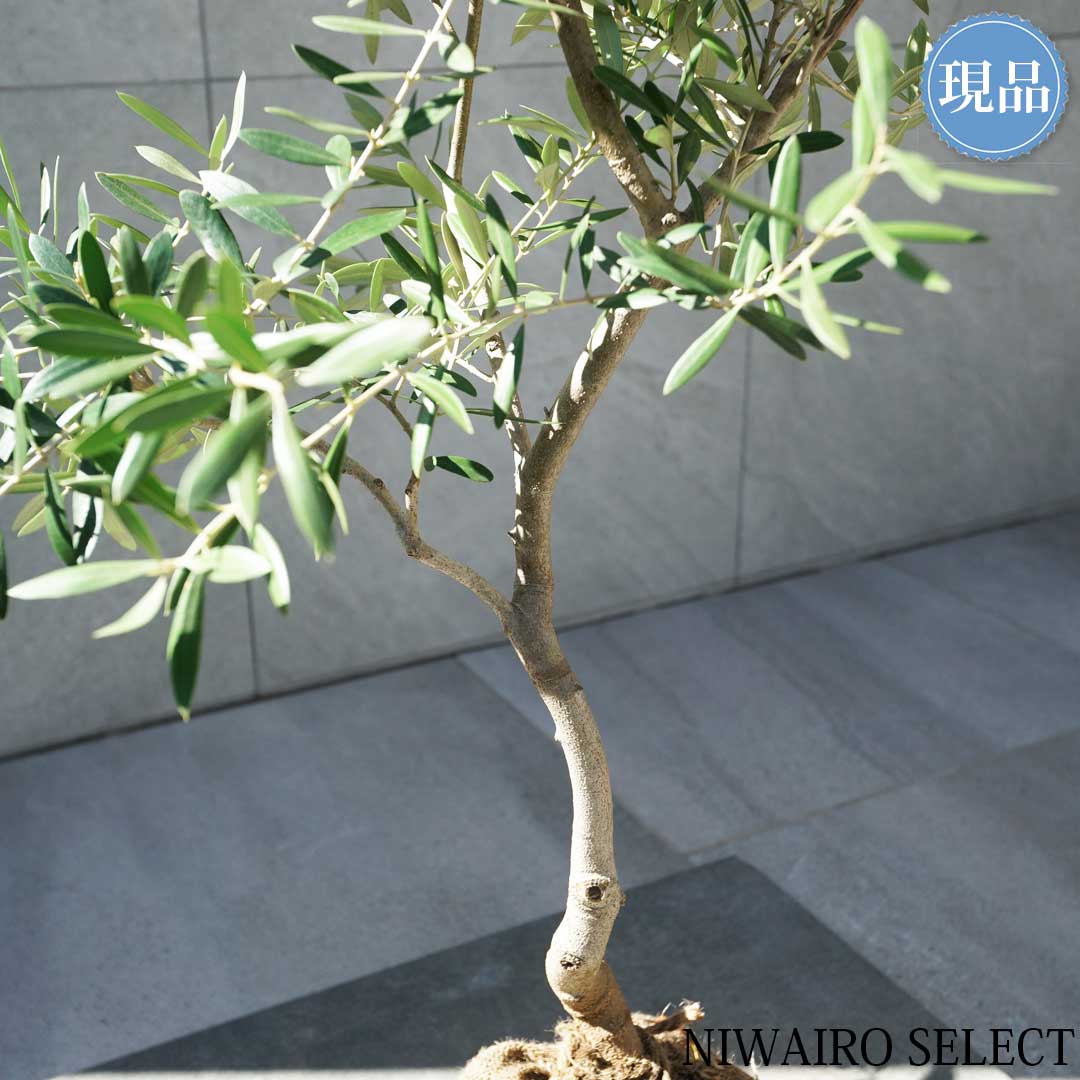 楽天市場】【現品】【オリーブの木】ネバディロブランコ 自然風樹形