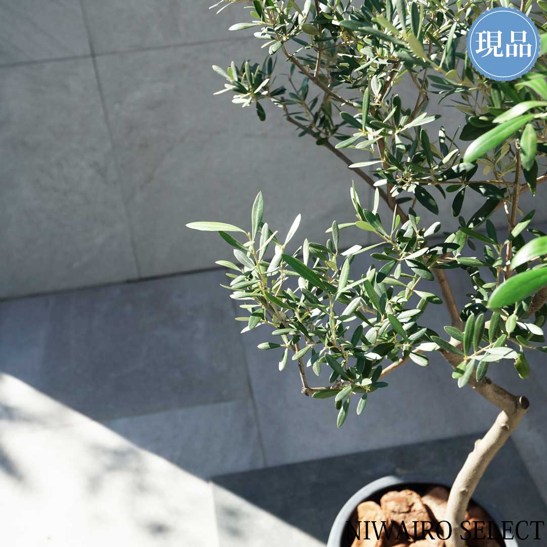 楽天市場】【現品】鉢植え【オリーブの木】ネバディロブランコ 自然風
