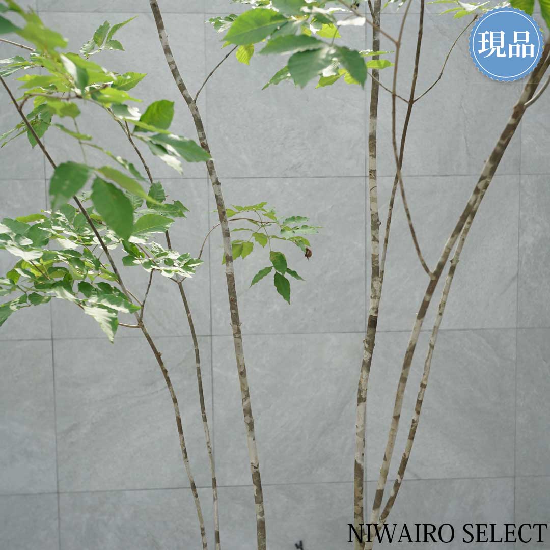 楽天市場】【現品】山採り【アオダモ】本株立ち 自然風樹形