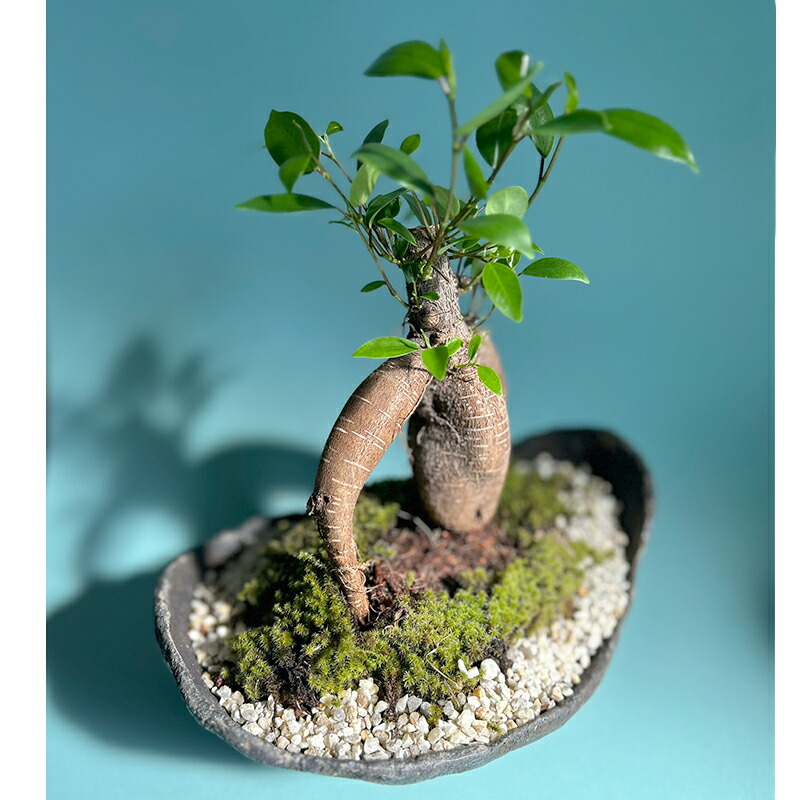楽天市場】盆栽 ガジュマル くらま岩器風鉢 多幸の樹 縁起の樹