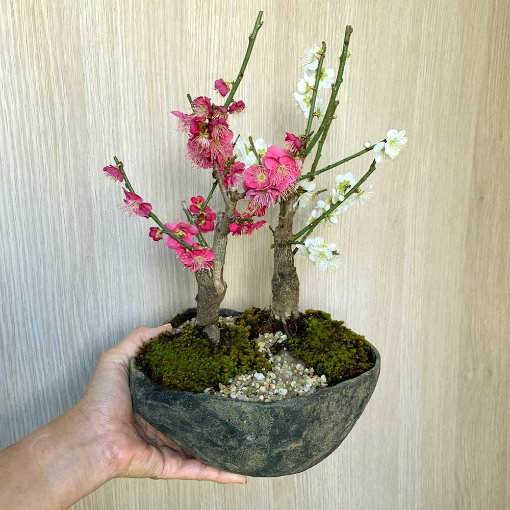 楽天市場】盆栽 梅 紅白 二本植え 紅梅 白梅 梅盆栽花咲くボンサイ
